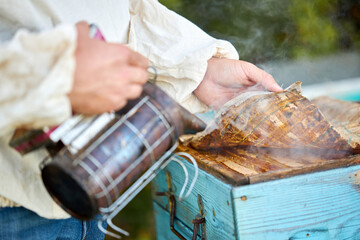 young diligent caucasian adult man beekeeper work with bee smoker in his apiary on bee farm, wearing whute uniform