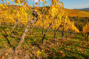 Gnarled vine in vineyard with yellow autumn