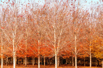 Collection of Beautiful Colorful Autumn Leaves / green, yellow, orange, red