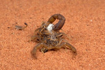 Scorpion brings babies on her back