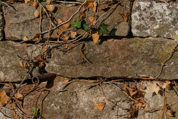 European wall lizard on a sandstone