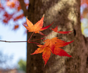 秋　紅葉　もみじ