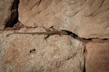 Close-up of a european wall lizard