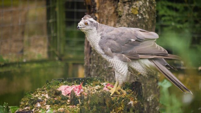 Young Northern Goshawk, Accipiter Gentilis