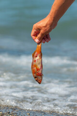 Fototapeta na wymiar sea fish red mullet in hand