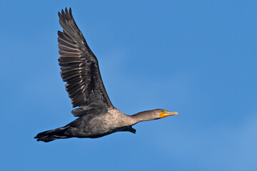 A Double-crested Cormorant In Flight