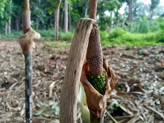 Close up macro shot Amorphophallus paeoniifolius flower texture (suweg, porang, elephant foot yam, whitespot giant arum) with a natural background