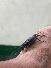 A cricket on the human hand
