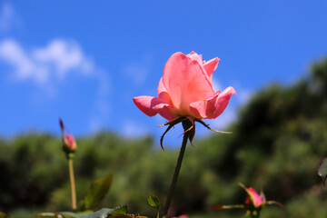 ピンク パステル ローズ 薔薇 バラ 空