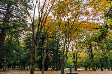 Naklejka premium 秋の公園で緑葉と紅葉と枯れ葉と遊具