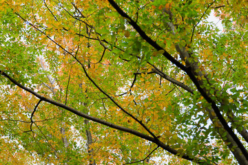 秋の公園で緑葉と紅葉と枯れ葉と遊具