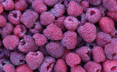 Harvested ripe raspberries.