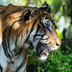 Close-up of a tiger's face.