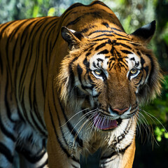 Young tiger is creeping for prey / wild animal in nature