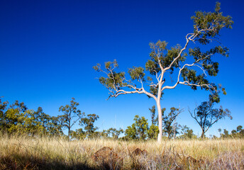 Large gum tree at Porcupine Gorge  national park with blue sky and grassy foreground.
