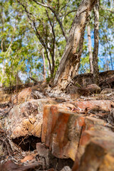 Bricks up close with tree behind in Glassford