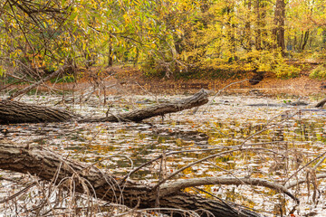 autumn in the forest and lake