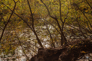 Obraz premium autumn in the forest and lake