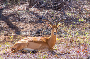 Impala ram isolated in the African bush