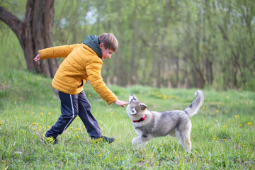 Naklejka na ściany i meble A child in a yellow jacket plays with a husky dog.