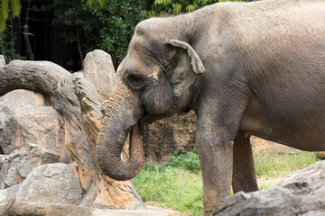 Fototapeta premium 水を含むアジアゾウ