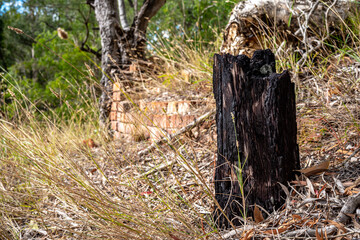 Burnt tree stump in front of brick wall in Glassford