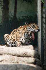 あくびをするジャガー