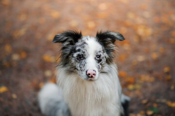 dog in the leaves in nature. marble Border collie in autumn park. 