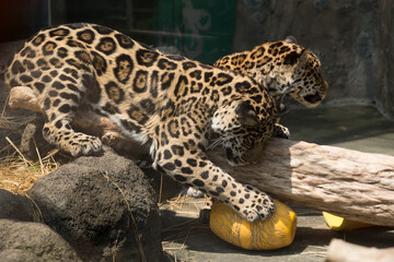 ジャガーの兄弟