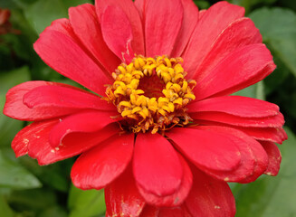 picture of red spider zinnia or zinnia tenuifolia