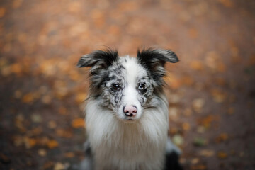 dog in the leaves in nature. marble Border collie in autumn park. 