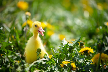 Fluffy duckling in yellow dandelions in the meadow. Summer background.