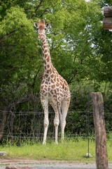 新緑の中のキリン