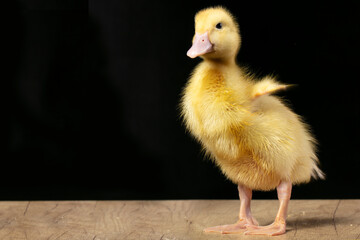 Fluffy yellow duckling on a black background.