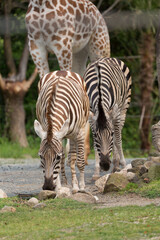 二頭のシマウマ