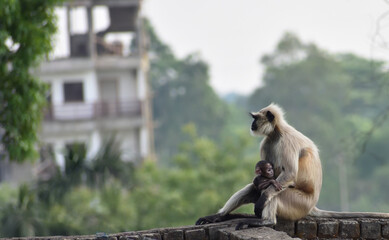Mother Gray Langur also known as Hanuman Langur with her baby.