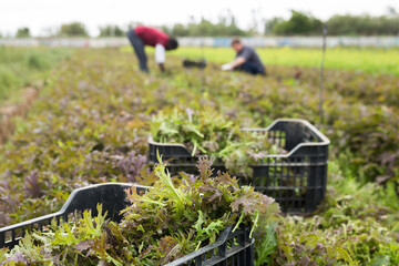 Plastic boxes of freshly picked misuna red leaves on plantation in springtime. Harvest time