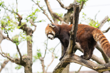 Fototapeta na wymiar 木に登るレッサーパンダ