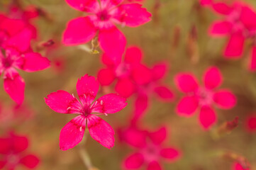 Obraz premium colourful deep pink floral close up of sweet william or Dianthus barbutus plant perennial biennial in in small home garden