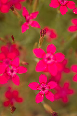Fototapeta na wymiar colourful deep pink floral close up of sweet william or Dianthus barbutus plant perennial biennial in in small home garden