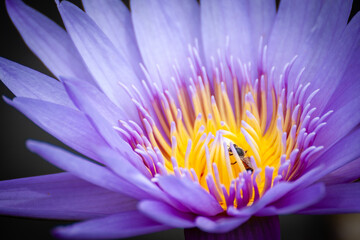 close up purple water lily or purple lotus flower and bee in the pond - Powered by Adobe