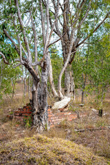 Trees and brick wall in Glassford