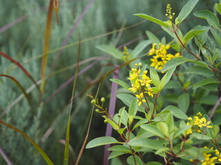 flowers in the garden