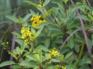 Little Yellow flower Thryallis glauca, Galphimia, Gold Shower medium shrub Dark yellow flowers inflorescence will be released at end of the branch tree blooming in garden on blurred nature background
