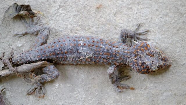 Close-up gecko is molting.