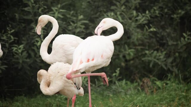 Three beautiful Greater or Common flamingo