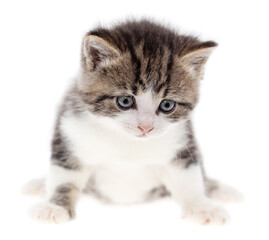 Small kitten isolated on a white background.