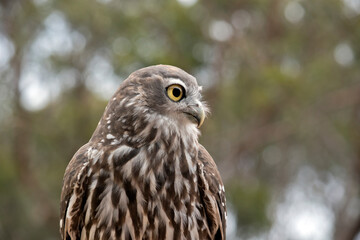 this is a close up of a barking owl