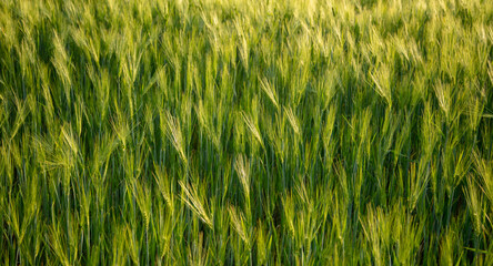 Green ears of wheat at sunset.