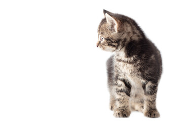Kitten portrait isolated on a white background.